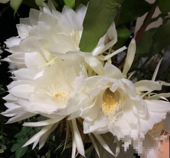 昙花花美,花期只有一瞬,快去搬小板凳坐好! 昙花花美,花期只有一瞬,快去搬小板凳坐好!