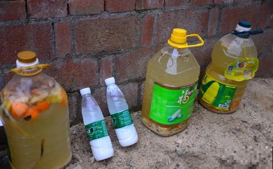 不敢用淘米水了,浇完花就死,土里都是虫! 不敢用淘米水了,浇完花就死,土里都是虫!