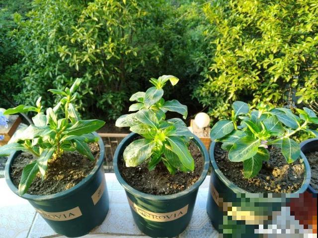 秋分后，绿化带捡种子，回家撒土里就活！