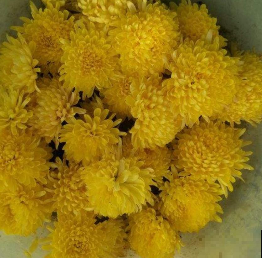 天冷要养生，这2种花茶没喝过，不算合格的“养生人”！