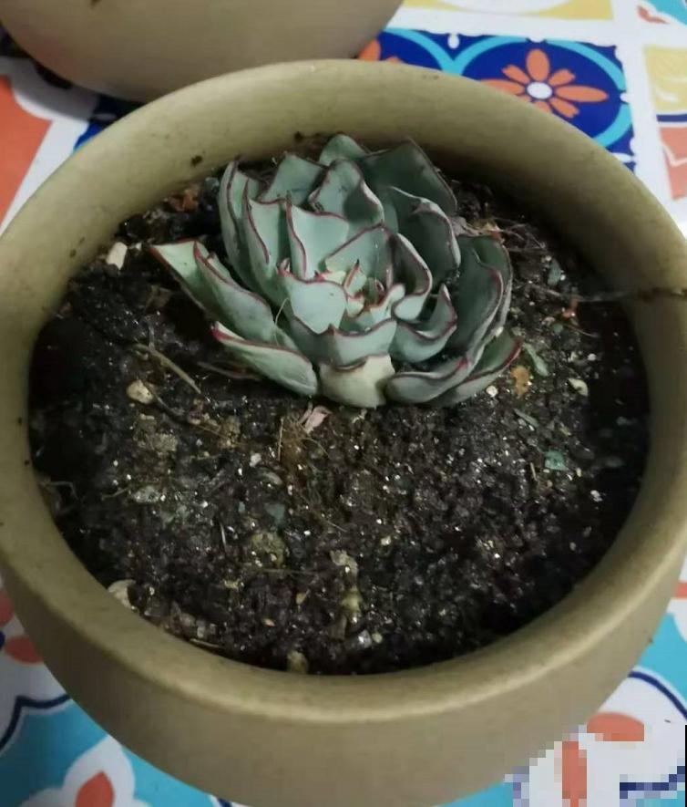养剑司诺娃就像开盲盒，主要看缘分，家里种盆看看手气！