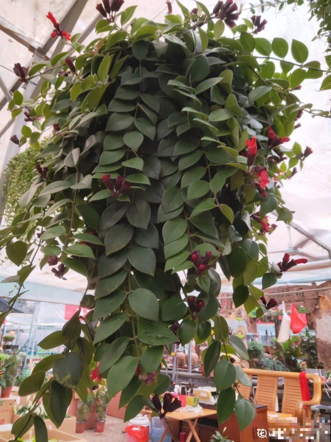 挂起来就能养的花,开花多不占地儿,家里能养100盆! 挂起来就能养的花,开花多不占地儿,家里能养100盆!