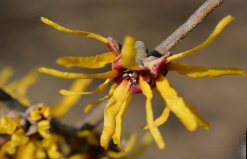 金缕梅不是梅，造型别致，美容护肤用处大！