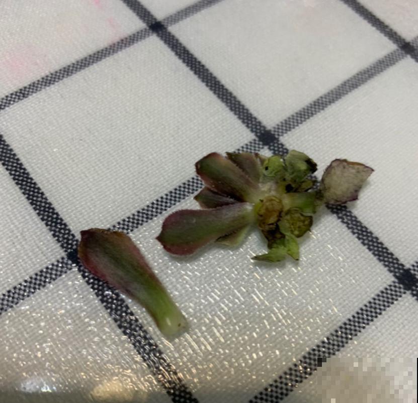 多肉撸叶有讲究，随便一撸，转头和你说拜拜！