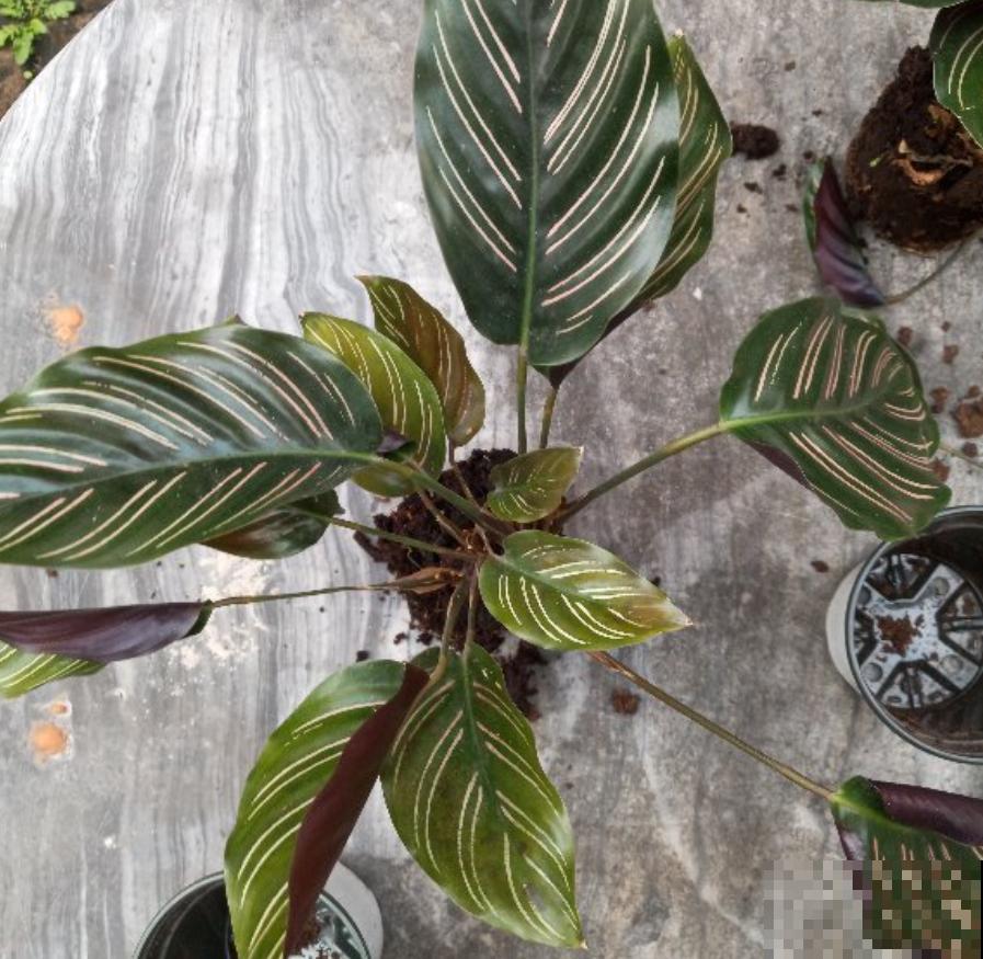 养花如何增加空气湿度？4个小妙招，省下空气加湿器的钱！