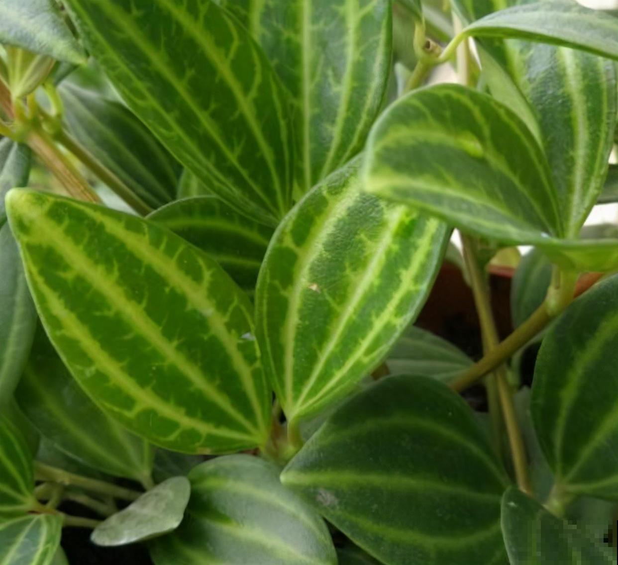 家里养盆钻石翡翠，叶片绿油油，摆在窗边特好看！