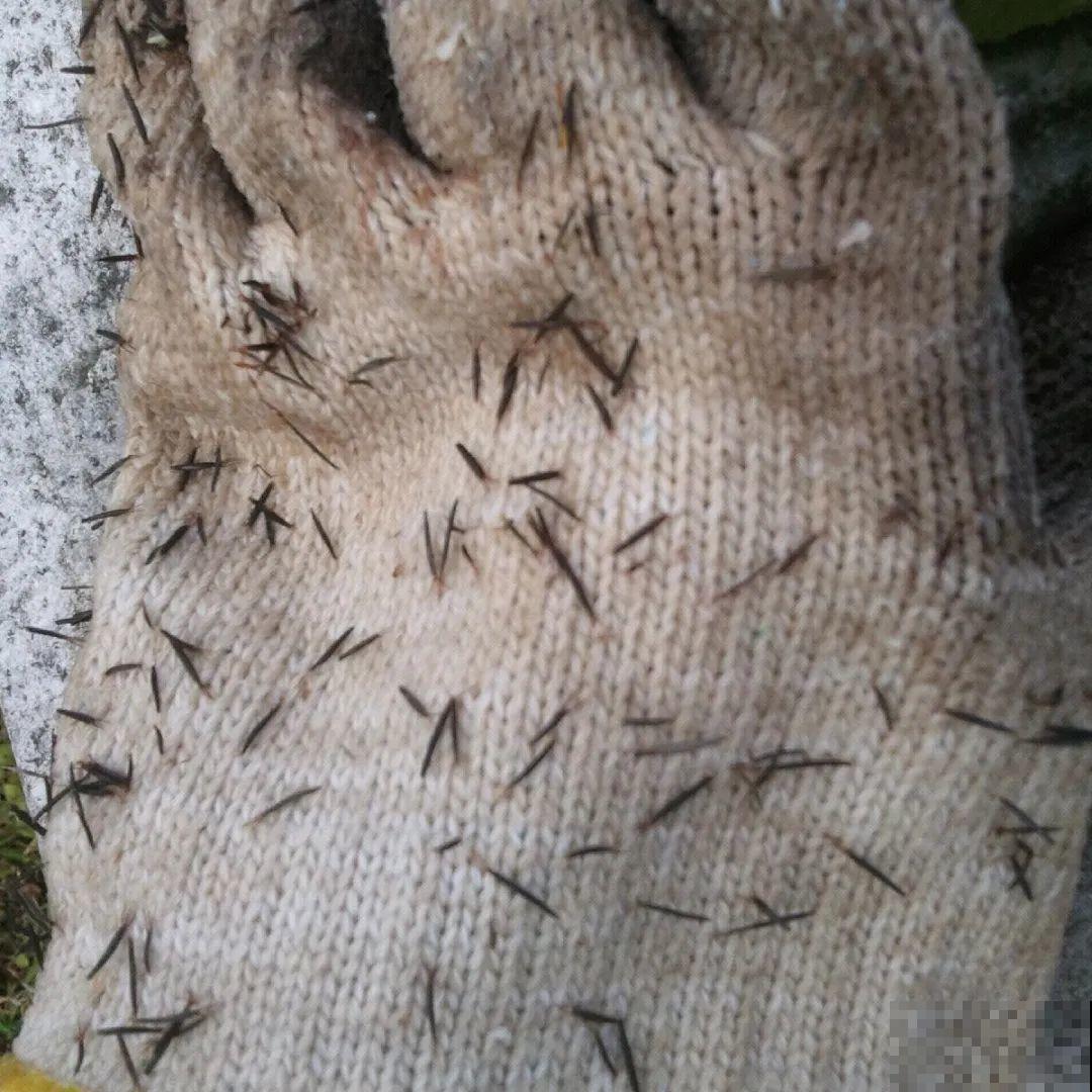 救命！入侵植物爬进院子，三年都杀不完！