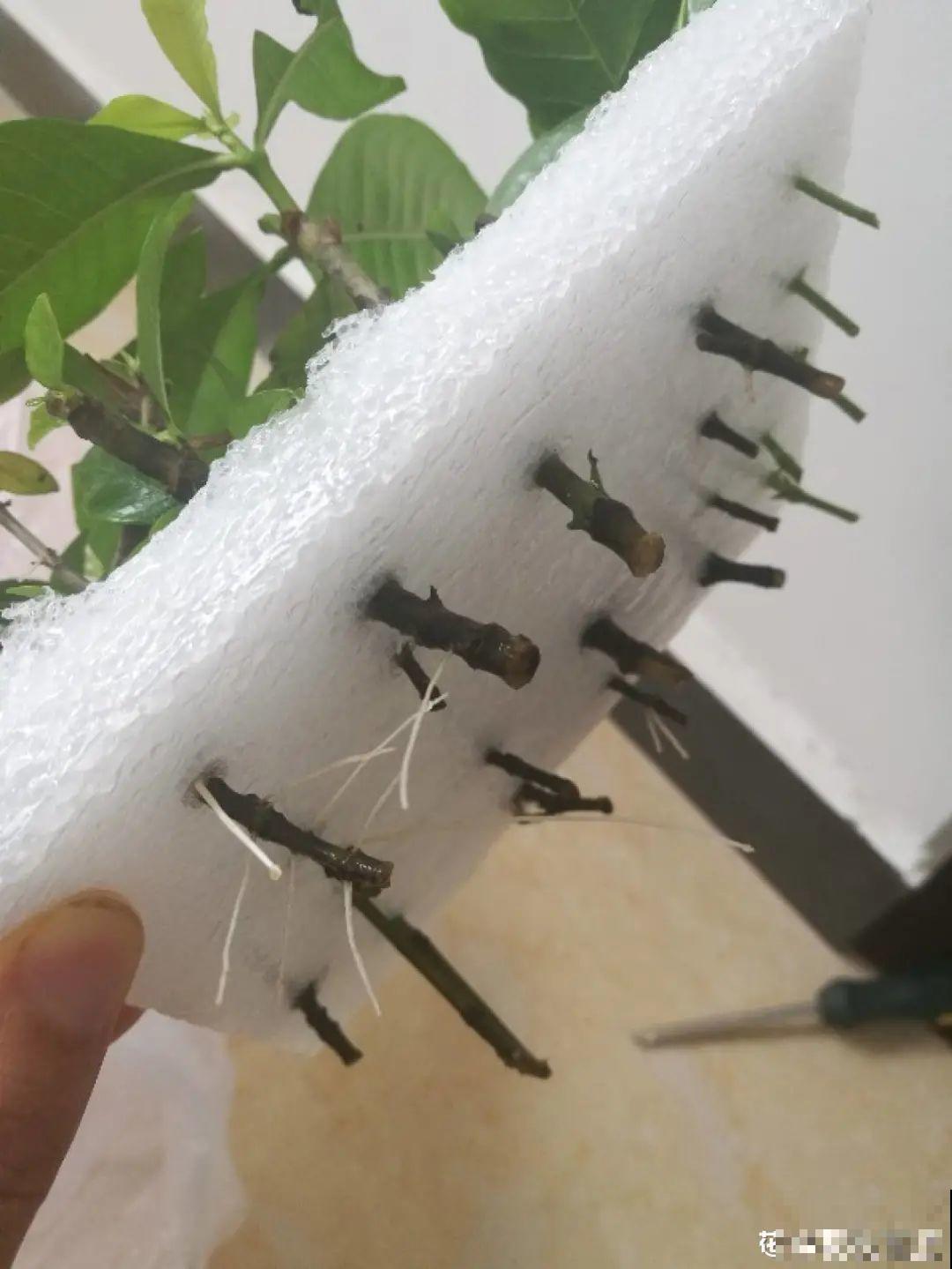 冬天扦插，只用一张塑料薄膜，就能长出小嫩芽