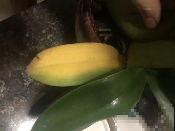 养花叶子突然发黄，赶紧救，还有希望！