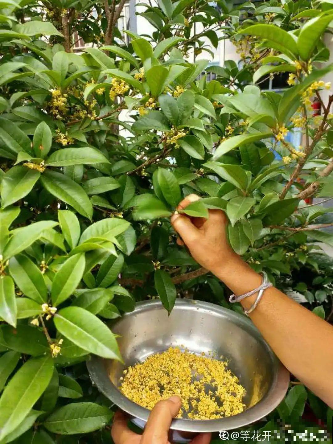 家养的花，开败之后还能炖，一点也不亏