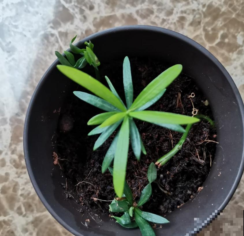 罗汉松盆景有气势，剪根枝条就能养，省钱省到家！