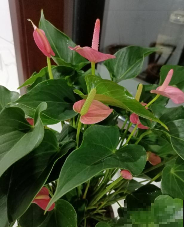 红掌长黄斑,千万别喷水,不然烂的更厉害 红掌长黄斑,千万别喷水,不然烂的更厉害