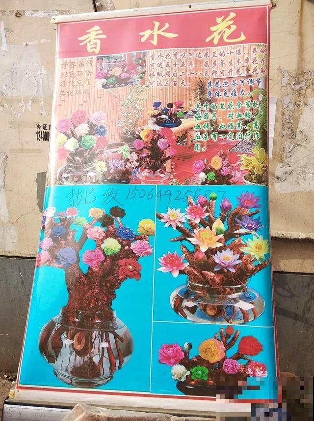 不长叶不长枝的花别买，都是骗人的，养不活浪费钱