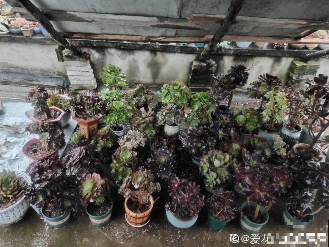 冬天休眠的花，你以为它死了，其实还活着！
