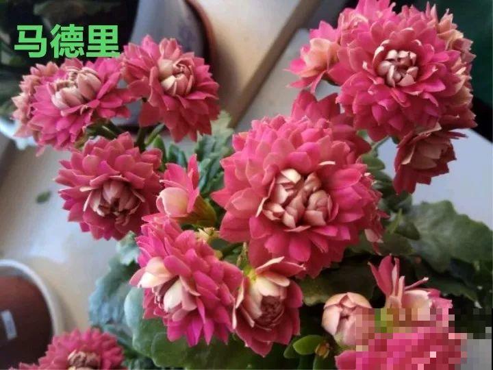 这种花品种多,花型好,养了你就爱上了! 这种花品种多,花型好,养了你就爱上了!