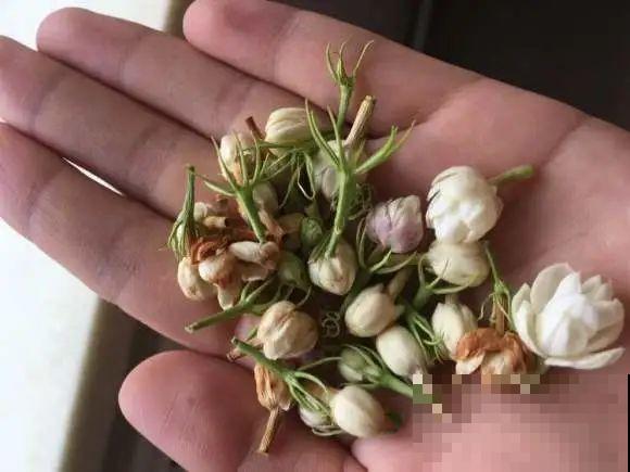 11月,千万别买这种花,养不活惹一肚子气! 11月,千万别买这种花,养不活惹一肚子气!