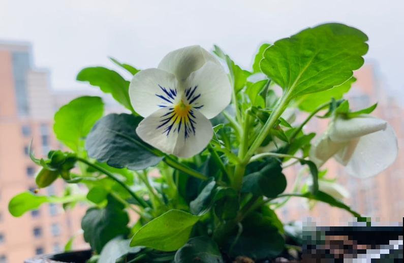 这种花秋冬必备，漂亮又好养活，品种多到挑花眼！