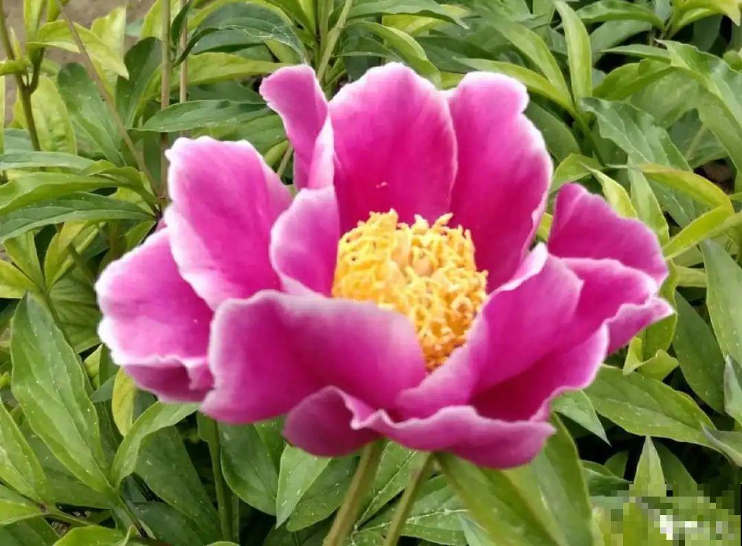 再穷也要养长寿花，寓意好、开花美，养人又养家！