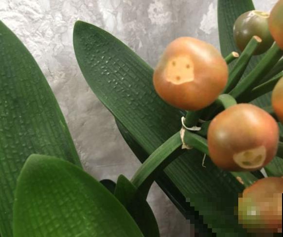 有些花就欠冻，扔在室外不用管，花开艳丽！