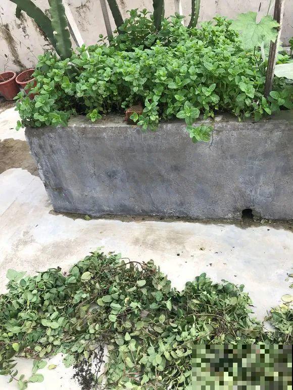 家里养了鱼腥草，吃都吃不完，泛滥了！