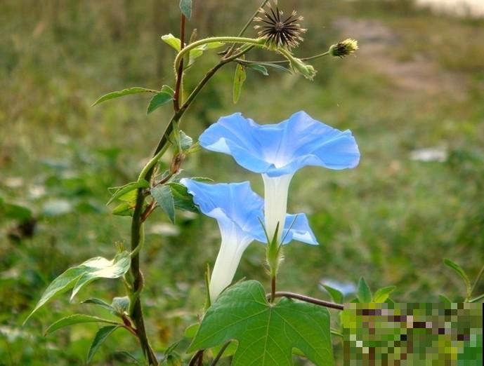 植物命名的5种方式,新奇有趣! 植物命名的5种方式,新奇有趣!
