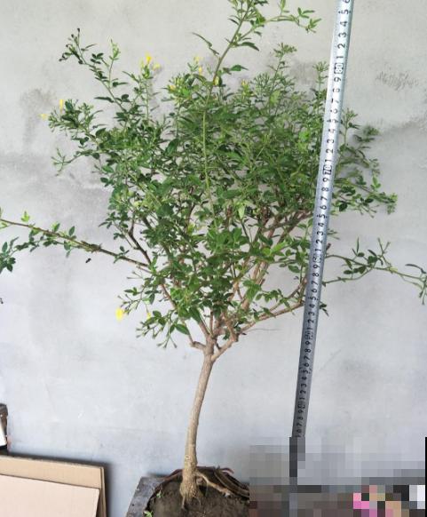 迎夏花你听过吗?认错了多年,终于能分清啦! 迎夏花你听过吗?认错了多年,终于能分清啦!