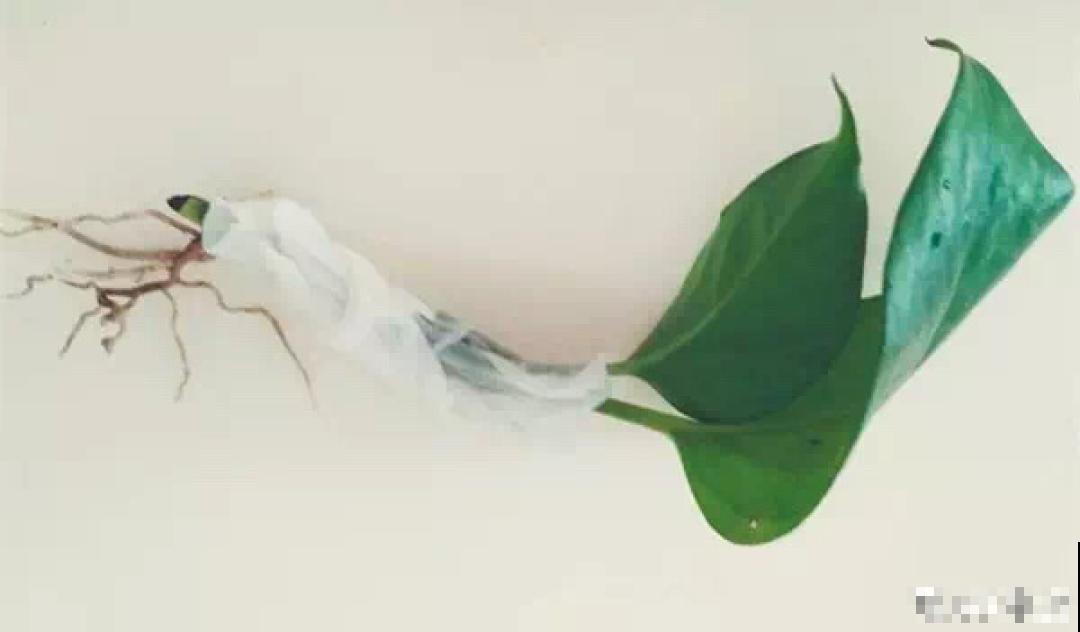 冬天扦插，只用一张塑料薄膜，就能长出小嫩芽