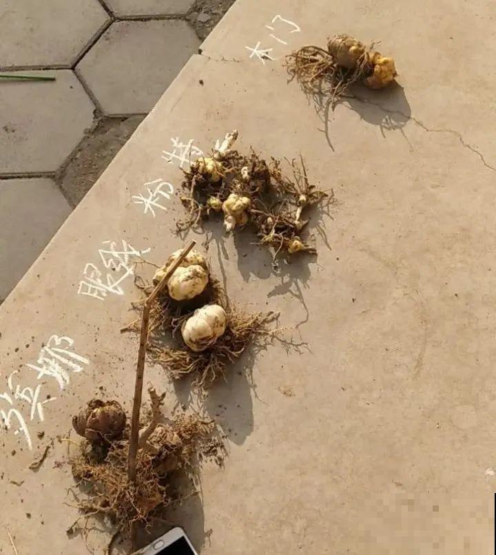 20种花特耐寒，放外面冻一冻，开花更多