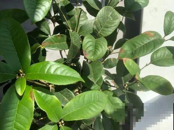 秋天特难养的花，养不活难受，还惹一肚子气！