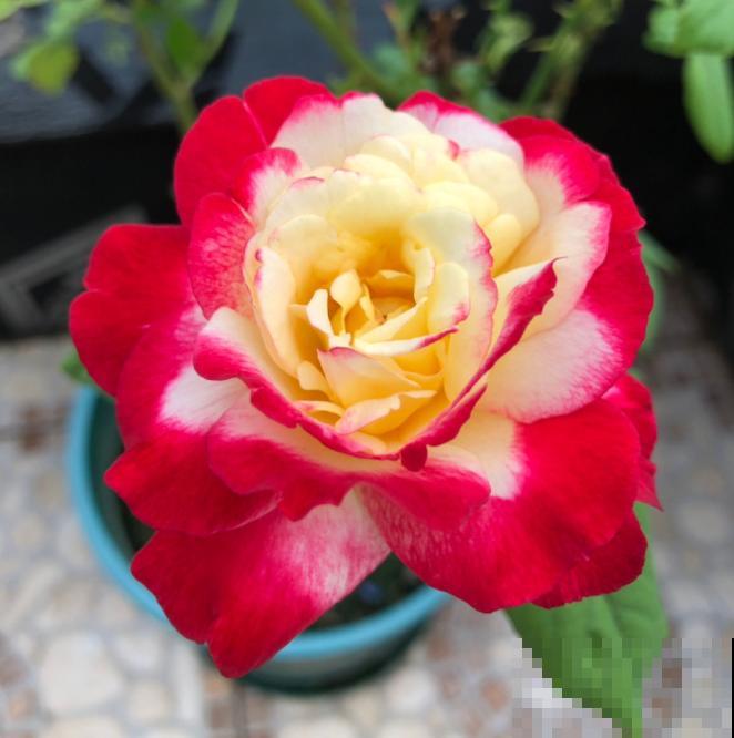 月季开花多与少,全看秋冬会不会养,2个工作要做好! 月季开花多与少,全看秋冬会不会养,2个工作要做好!