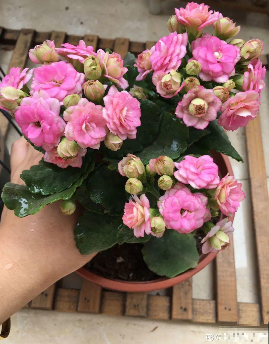 养花叶子突然发黄，赶紧救，还有希望！