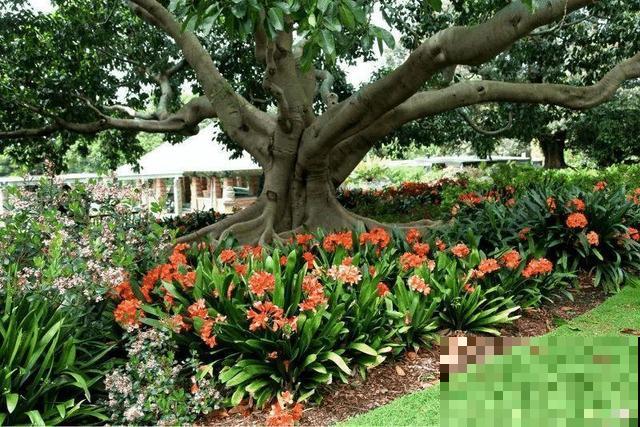 朱顶红放家里总是养不好，丢路边反而疯长一大片，扎心！