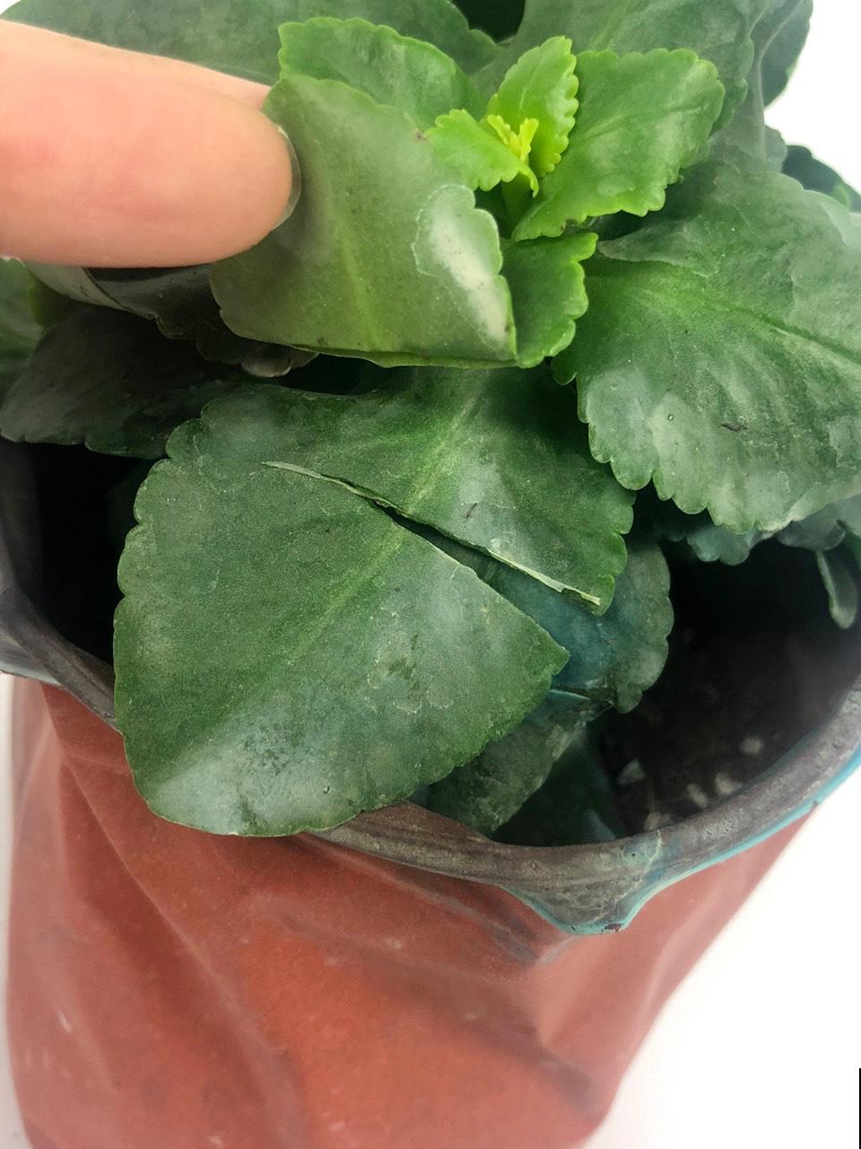 秋天不养长寿花,实在是太亏了,养10盆都不嫌多 秋天不养长寿花,实在是太亏了,养10盆都不嫌多