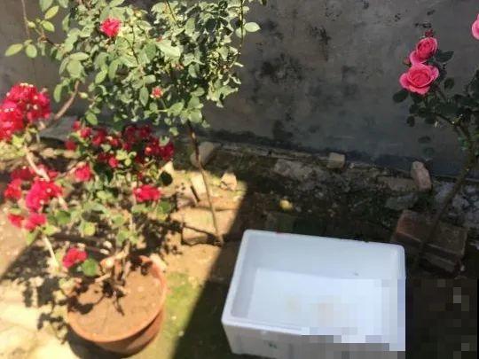 寒潮来了，害怕花受冻，赶紧这么做！