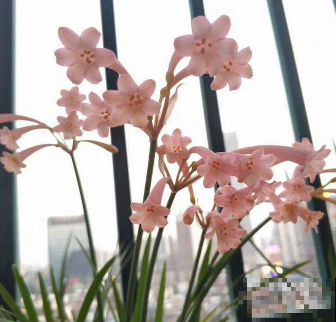 垂筒花适合在家养，香气甜美，闻了就有好心情！