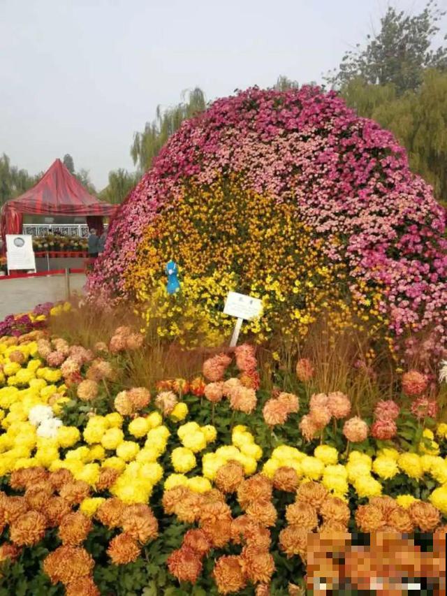 花展上价值好几万的花，看一眼就震撼，太漂亮