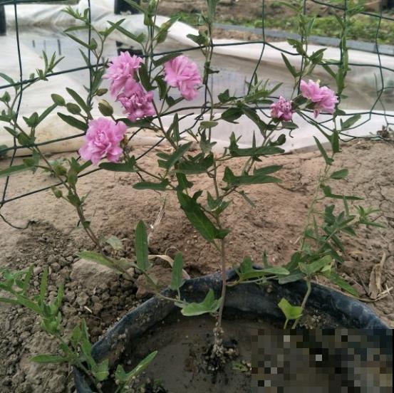 家里养了鱼腥草，吃都吃不完，泛滥了！