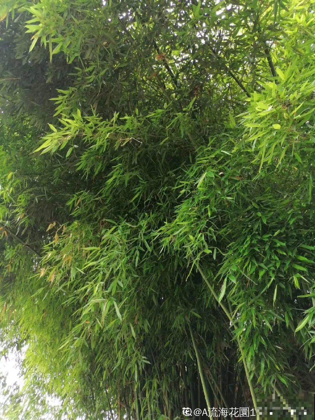 老祖宗留下来的养花谚语,真准! 老祖宗留下来的养花谚语,真准!