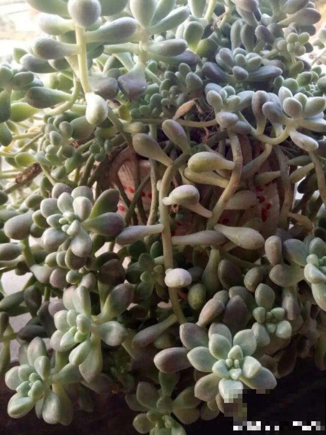不长叶不长枝的花别买，都是骗人的，养不活浪费钱