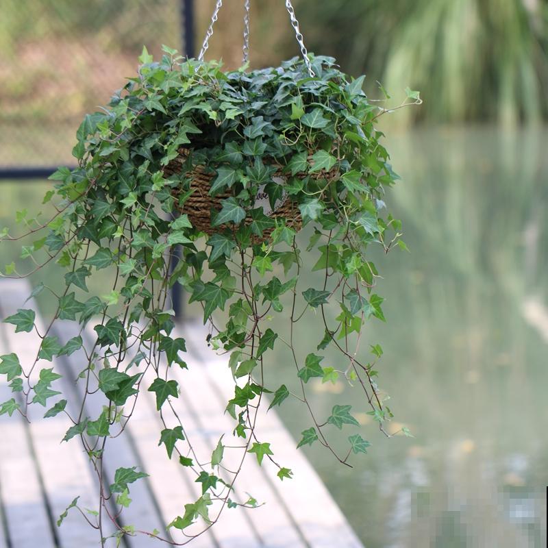 10大受欢迎绿植,你家养了几种? 10大受欢迎绿植,你家养了几种?