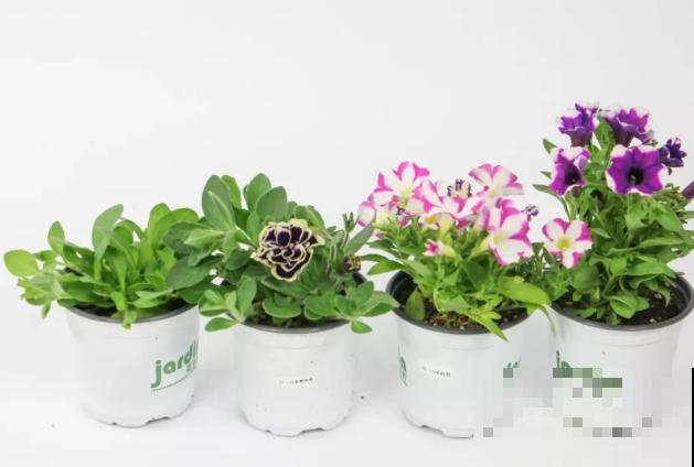 家里养盆矮牵牛，狠心掐一掐，开花更易爆盆