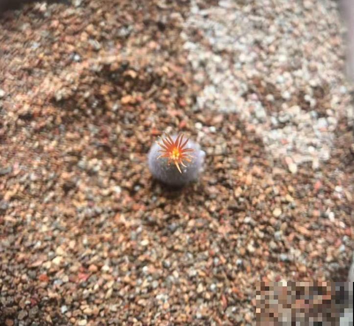 这种“小家伙”叫毛肉锥，毛茸茸，圆鼓鼓，比河豚还“霸气”！