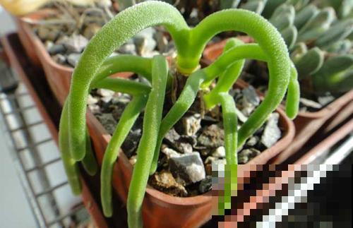 这5种植物,越长越丑,为什么很多人都喜欢养? 这5种植物,越长越丑,为什么很多人都喜欢养?