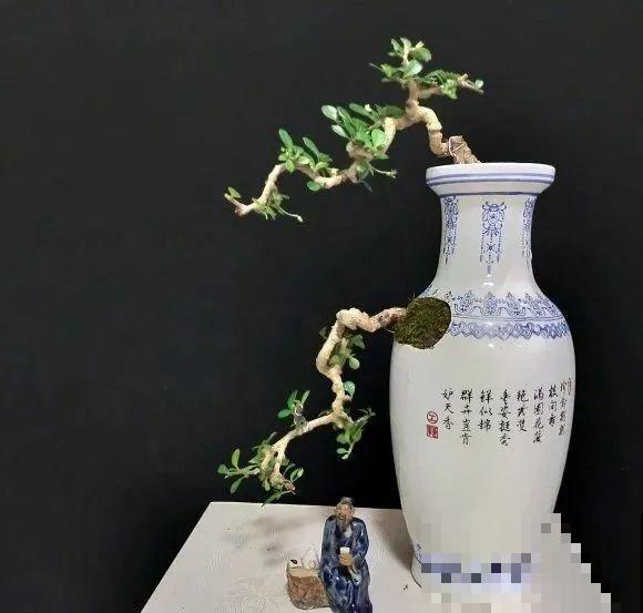 酒瓶子别丢掉,那可是种花神器,省了一笔买花钱 酒瓶子别丢掉,那可是种花神器,省了一笔买花钱