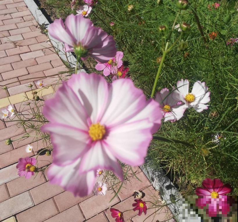 波斯菊很讲究,水肥不到位,光长个子不开花! 波斯菊很讲究,水肥不到位,光长个子不开花!