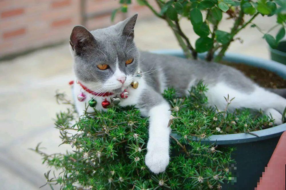 叶子被狗啃光了,还能不能活?糟心! 叶子被狗啃光了,还能不能活?糟心!