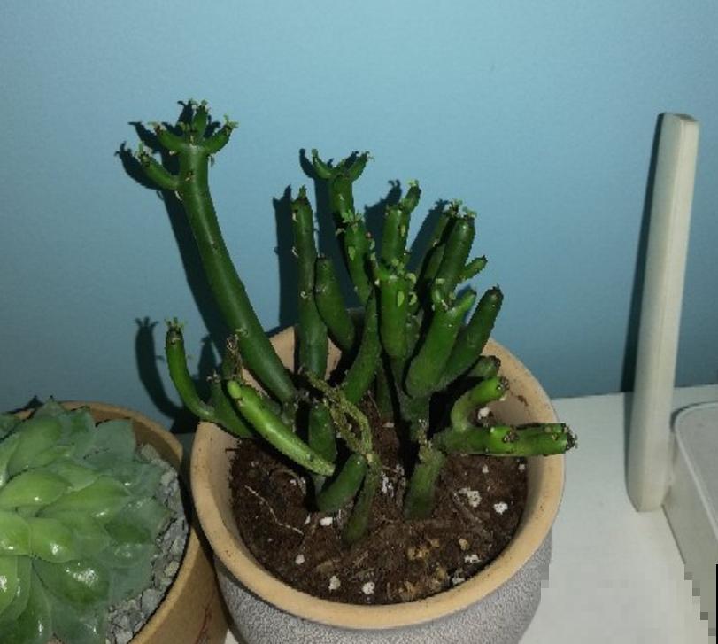 光棍树不好惹，白色液体碰不得，要小心！