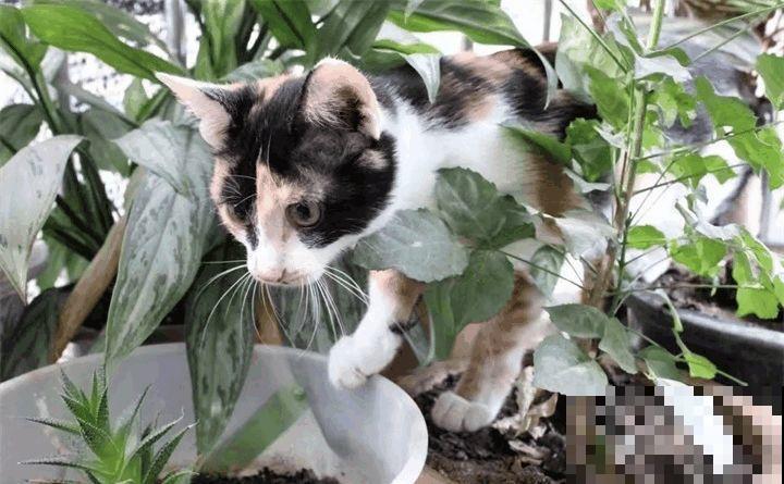 叶子被狗啃光了,还能不能活?糟心! 叶子被狗啃光了,还能不能活?糟心!