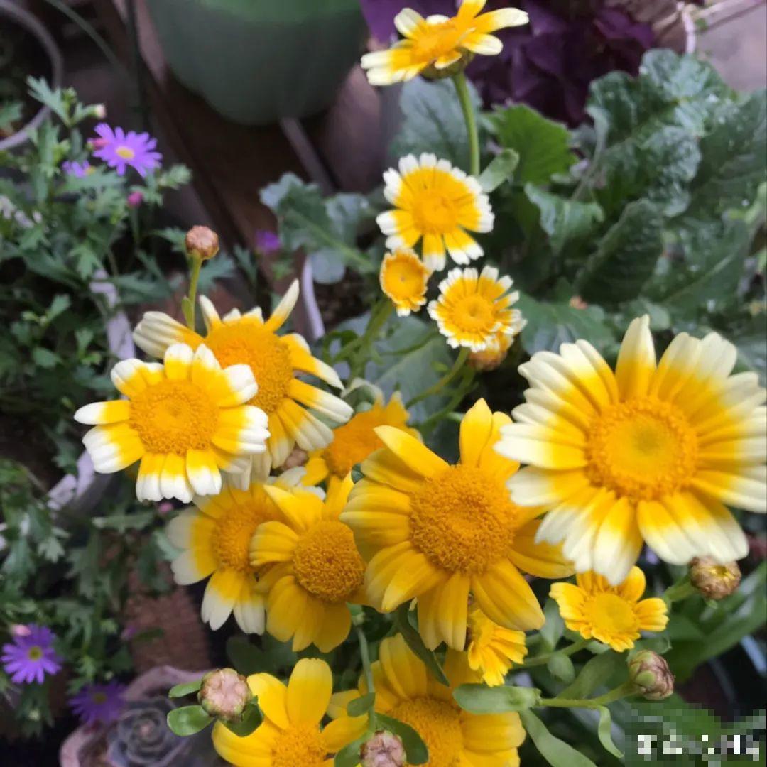 人参萝卜开花了,我种的花,都是这么奇奇怪怪! 人参萝卜开花了,我种的花,都是这么奇奇怪怪!