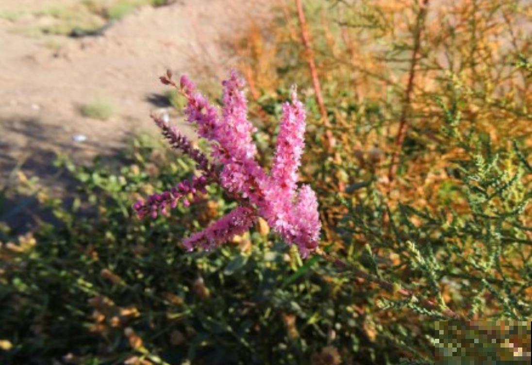 有种伟大叫红柳,生命力极强,一辈子与风沙作斗争! 有种伟大叫红柳,生命力极强,一辈子与风沙作斗争!